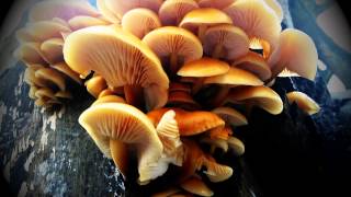 Winter mushrooms velvet shanks Flammulina velutipes [upl. by Neiluj203]