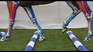 Horse Anatomy  Lower Leg Tendons and Ligaments Jumping [upl. by Shields]