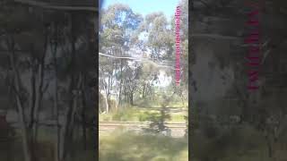 VLINE Albury NSW To Southern Cross 101024 vline shorts shortvideo train travel views [upl. by Revlis]