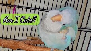 Cute Quaker Parrot Scratching himself  Parrot Grooming [upl. by Ardiedak901]