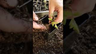 Transplanting TOMATO seedlings 🍅 shorts [upl. by Siddra]