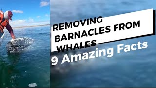 9 Amazing Facts About Removing Barnacles From Whale 🐳 [upl. by Suivatram]