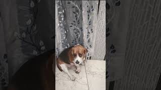 Janeman janemanlovedogloverviralvideos bollywood music [upl. by Eittah]