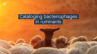 A new catalog of bacteriatargeting viruses in ruminants to help find useful viral tools [upl. by Sherwood559]