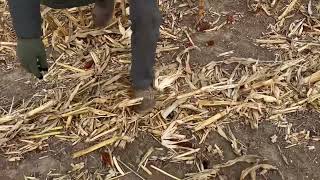 Yetter devastators VS Calmer Stalk Rolls ￼ [upl. by Sikes115]