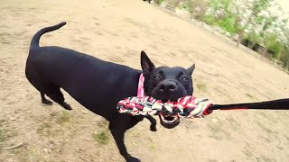 1080pFormosan Mountain Dog  Lady plays on the field [upl. by Noyrb]