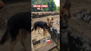 German shepherd 🥵😱🤯 gsd germansheparddog gsdindia viralshort subscribe doglover [upl. by Ricarda88]