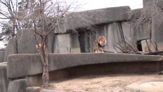 Lion and Lioness Roaring  Louisville Zoo [upl. by Levona]