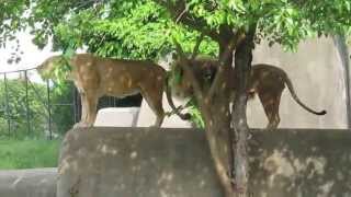 Roaring lion and lioness at Louisville Zoo [upl. by Steffy316]