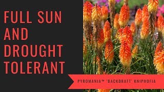 PYROMANIA™ Backdraft Kniphofia  wwwgardencrossingscom [upl. by Rede]