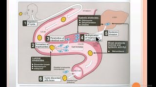 Pharmacotherapy of Amoebic and helminthic infection  PHARMACOLOGY [upl. by Mcafee]