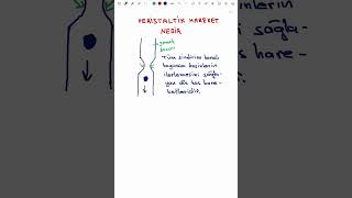 PERİSTALTİK HAREKET NEDİR [upl. by Anoid]