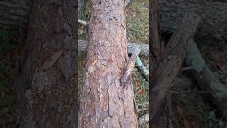 Pine borer beetles munching away [upl. by Ahsineg]