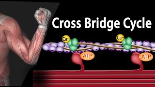 Muscle Contraction  Cross Bridge Cycle Animation [upl. by Adnalu]