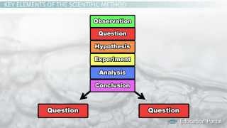 The Scientific Method Steps Terms and Examples [upl. by Yboc]