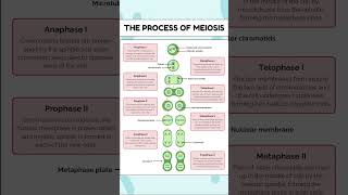 The process of meiosis  cellcycle science cellbiologyMeiosis cellbiologynotes cell division [upl. by Martyn432]