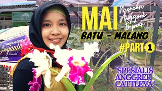 MAI Mencari Anggrek Impian PART1 Di Kota Wisata BATU MALANG  Kebun SOERJANTO Spesialis CATTLEYA [upl. by Marks878]