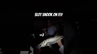 Catching a Snook for Dinner on Fly fishingvideo shortsfeed [upl. by Robertson]