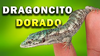 NUEVO 🐲 DRAGONCITO 🐲 DORADO  Abronia graminea [upl. by Eedyah]