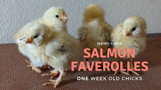 Salmon Faverolles 1WeekOld Chicks [upl. by Nnyletak]