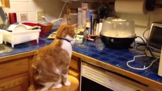 Cat Intrigued by Popcorn Maker [upl. by Vani]