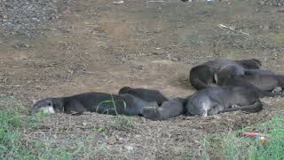 新加坡野生水獭家族 City In Nature  Otters Openly RestSleep In Singapore  08 July 2024 [upl. by Tonjes851]