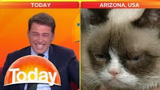 Look at that cat Reporter cant stop laughing at Grumpy Cat  Today Show Australia [upl. by Paluas453]