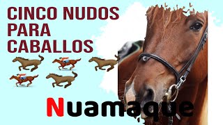 Nudo para amarrar caballos 5 Ballestrinque [upl. by Eryn]