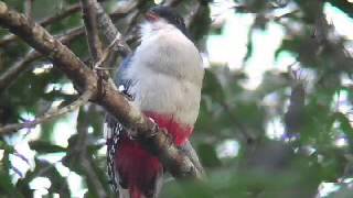 Cuban Trogon  Tocororo  2004 [upl. by Oleta615]