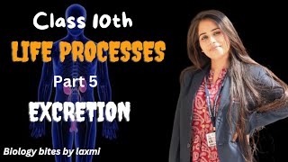 Excretion in human beings class 10th biology  life Processes class 10th biology [upl. by Perry917]