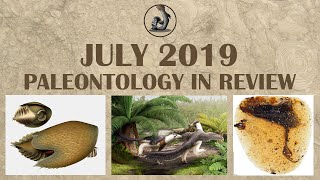 New Dinosaurs and Fossils from July 2019 [upl. by Peugia]