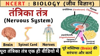 तंत्रिका तंत्र  Nervous system in hindi  human brain structure and function  Biology Study vines [upl. by Haukom]