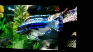 How to care for maingano cichlid [upl. by Sicard]