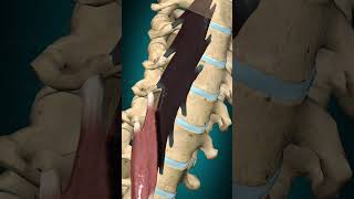 Longus colli muscle action Vertebral column contralateral rotation anatomy muscle [upl. by Aivlis]