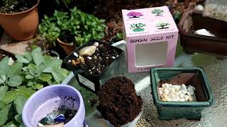 Starting Sakura Bonsai from a Bonsai Seed Kit [upl. by Iblehs]