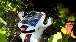 Un robot vigneron vient rivaliser avec le travail manuel [upl. by Grosberg906]