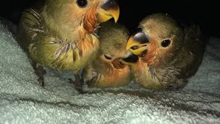 Lovebird babies hunger sounds [upl. by Edelsten760]