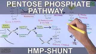 Pentose Phosphate Pathway  Hexose Monophosphate Shunt [upl. by Carbrey948]