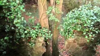 THE FOLLY AT SLADNOR PARK [upl. by Stoller966]