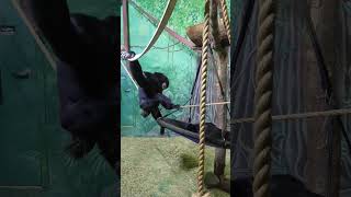 Siamang Ape  Rosamond Gifford Zoo [upl. by Nali]