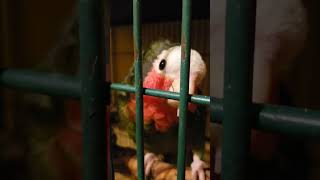 petting a pink faced parrot  my pet bird [upl. by Cleland]