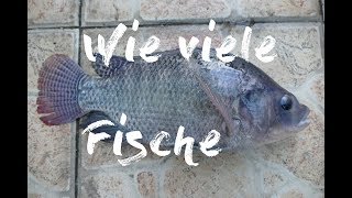 Wie viele Fische im Aquaponik System [upl. by Orag96]