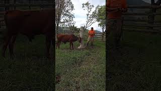 COMO SOLTAR UN TORO BRAVO huerto Livestock bull torobravo toro ganaderia tips tutorial ok [upl. by Anjela]