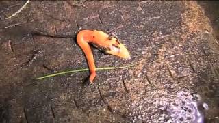 The Australian flatworm Australoplana sanguinea [upl. by Certie]