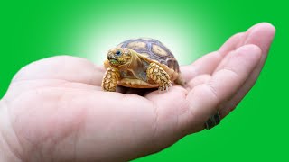 Top 5 Worst PET TORTOISE Species [upl. by Sura]