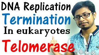 DNA replication in eukaryotes 4  Replication termination and telomerase [upl. by Weiner599]