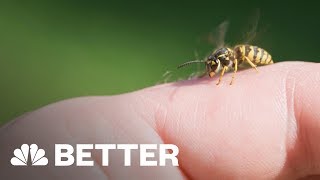 Theres A Better Way To Treat A Bee Sting  Better  NBC News [upl. by Tekcirk]