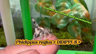 terrarium and custom accessories from didippus passionate about jumping spiders [upl. by Sondra]