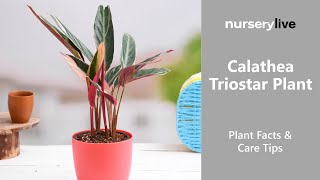 Plant Facts amp Care Tips  Ep 30  Calathea Triostar Plant [upl. by Suolevram]