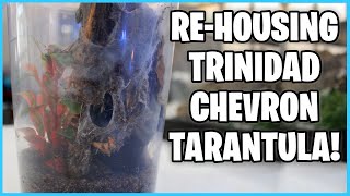 How to Rehouse a Tarantula [upl. by Kumler]